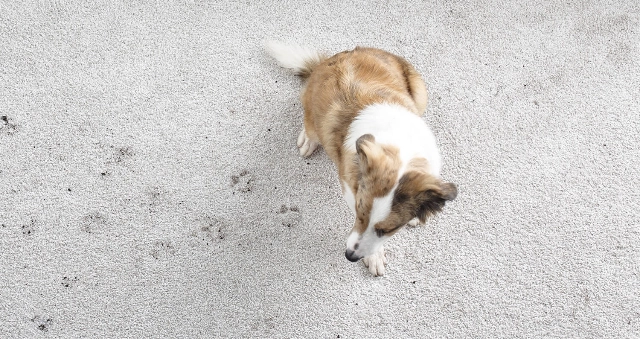 Carpet Daily Care | All American Flooring